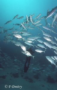 The Maldives. My buddy inside the circle of tuna near Hal... by Dmitry Friedman 